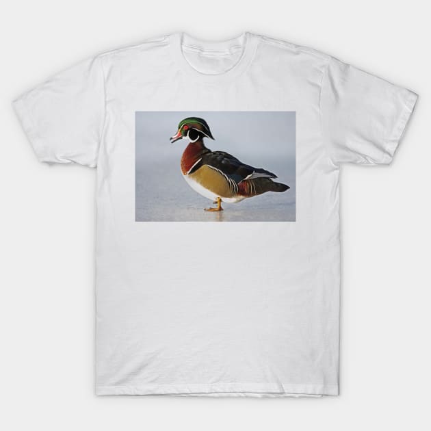 Duck du jour - Wood Duck T-Shirt by Jim Cumming